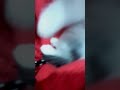 um gatinho novo f melzinha