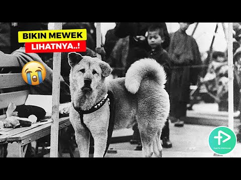 Video: Tanya Seorang Jurulatih Anjing: Bagaimana Saya Boleh Dapatkan Anjing Saya Untuk Berhenti Memecahkan Kehidupannya?
