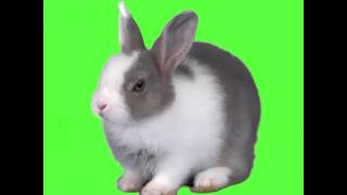 Green screen Rabbit