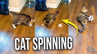 Cat Can’t Catch a Feather Collar That’s Attached to It