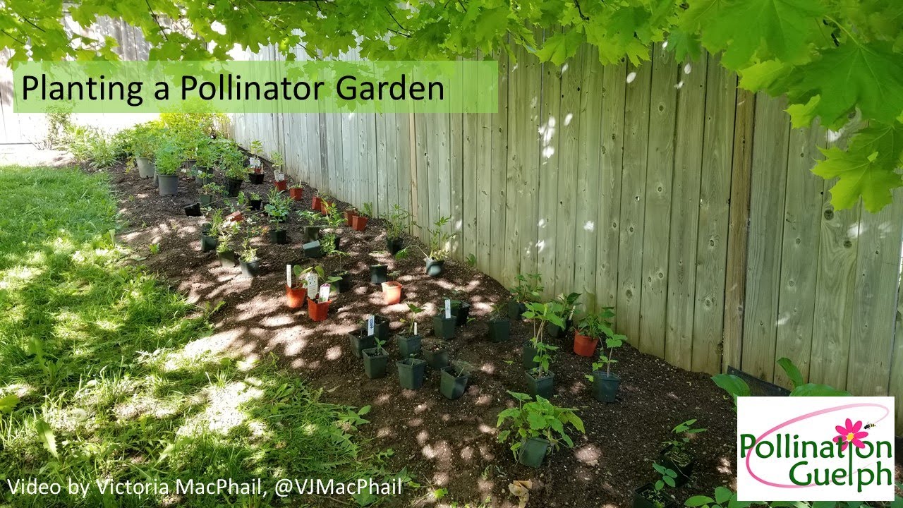 Planting a Pollinator Garden