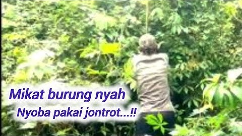 nyoba hari ini .!!mikat trucukan Nya menggunakan jontrot