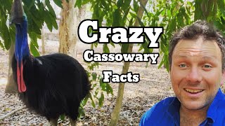 10 CRAZY Cassowary Facts You Didn’t Know