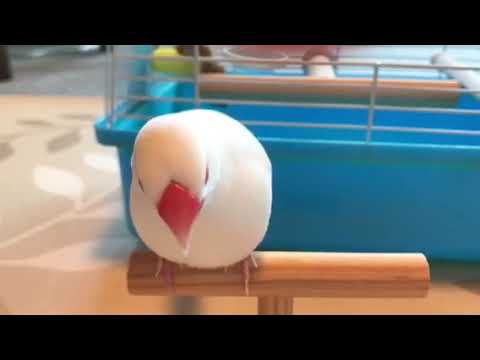 まろちゃん(飼い主:pony様)