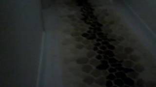 Kedi Eğitimi // At-Getir Oyunu