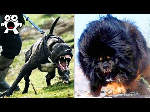 Illegal Pets You're Not Allowed To Own For Very Good Reasons