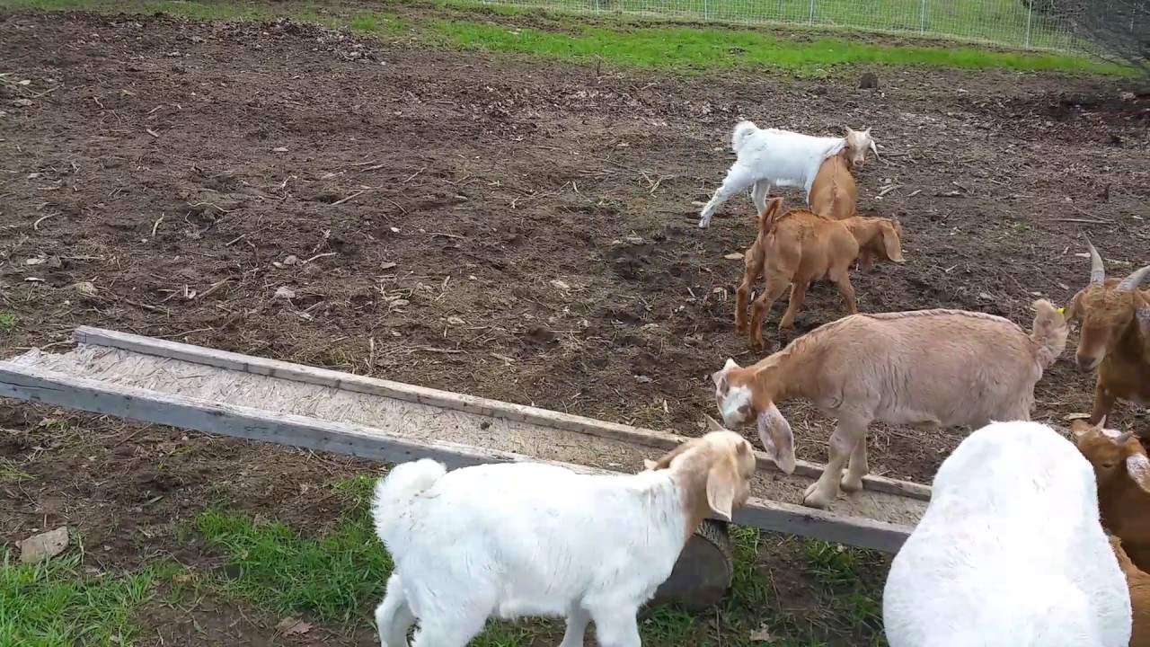 Goats' new toy. YouTube