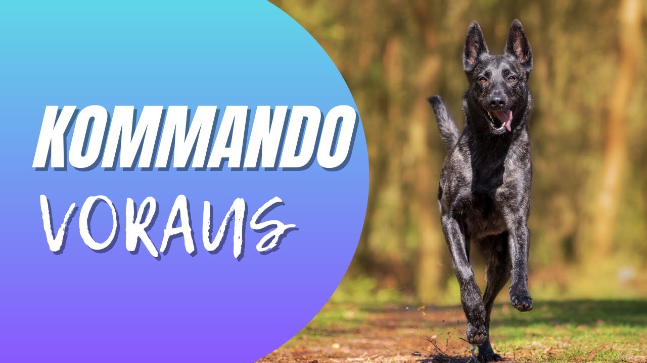 Kommando Voraus in wenigen Steps aufbauen - Teil 1 - IGP Unterordnung, BGH-1  Begleithundeprüfung