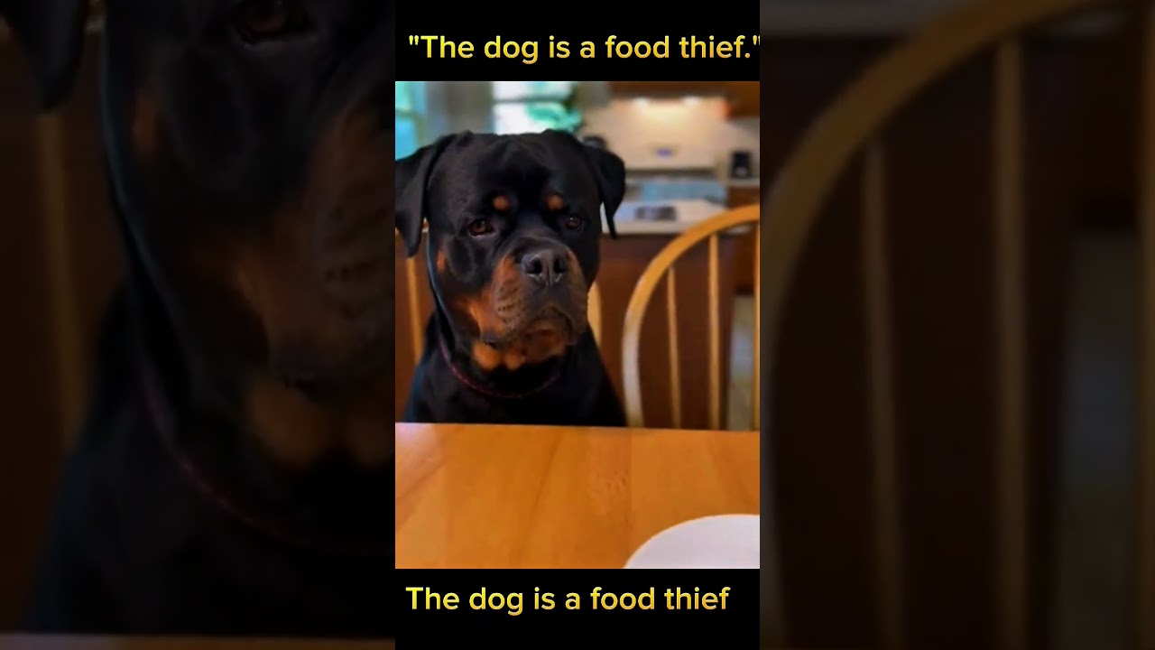 dog’s Reaction Will Make You Laugh 😂