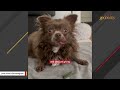 Caged dog is so happy to be adopted