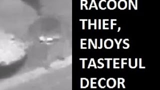 The Racoon Who Steals My Stuff