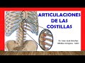 🥇 ARTICULACIONES DE LAS COSTILLAS, Rápida, Fácil y Sencilla