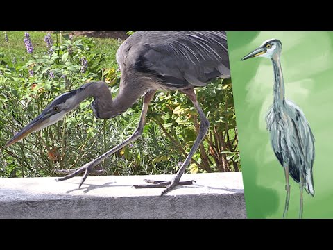 Great Blue Heron - Digital Painting Outdoors #23 - Great Blue Heron - Digital Painting Outdoors #23