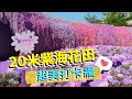 3,000呎紫色花海！夢幻20米紫藤隧道！VNT流浪地圖