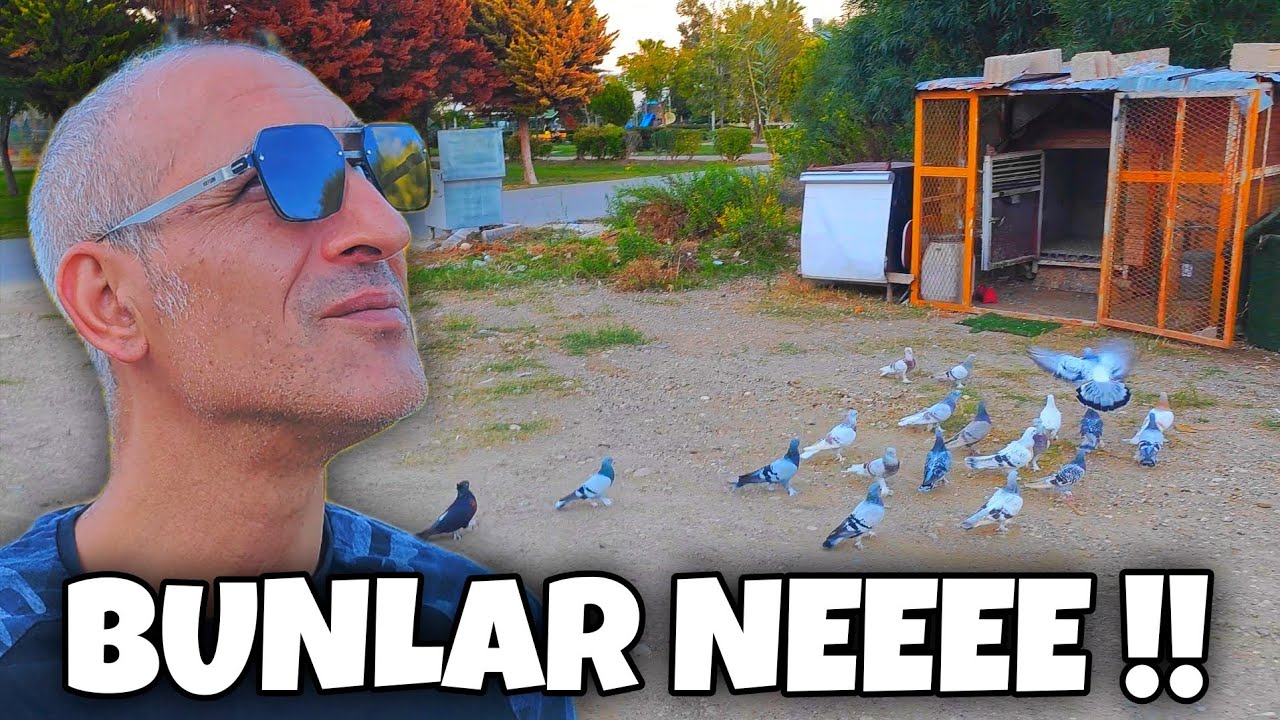 BU KÜMESTEKİ KUŞLARI GÖZÜMLE GÖRMESEM İNANMAZDIM‼️#oyunkuşu #güvercin #taklacıgüvercin #pigeon 