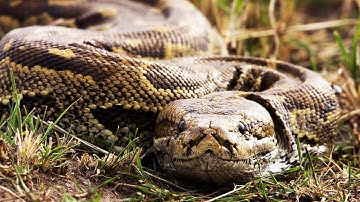 Record-breaking Python Caught In Florida Everglades