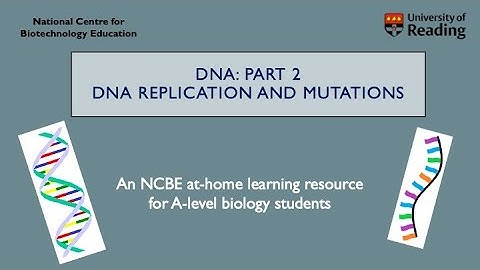 DNA Part 2: DNA replication and how errors can become mutations.