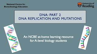 DNA Part 2: DNA replication and how errors can become mutations.