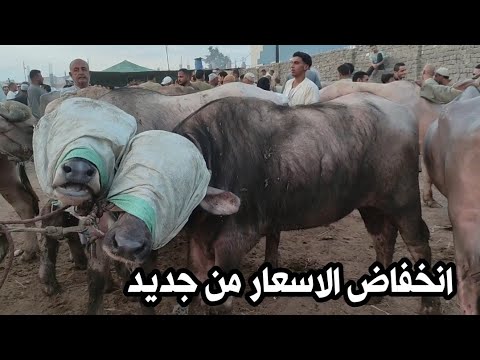 ركود في حركة البيع و توقعات انخفاض الاسعار سوق المواشي التوفيقيه اسعار العجول الجاموس اللحم