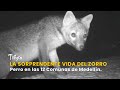 La Sorprendente Vida del Zorro Perro en las 12 Comunas de Medellín - TvAgro por Juan Gonzalo Angel