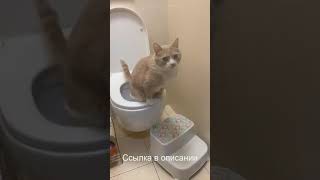 смешные коты - коты 2021 смешные кошки и коты  приколы с котами и кошками 2021 funny cats