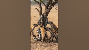 many hyenas attack on python.#subscribe #views