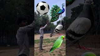 Rounding coconuts to Duck, Peacock, Pigeon & Parrot - Birds names magic video#foryou#plzsupport