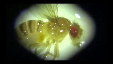 Чудо-Юдо Муха Дрозофила Под Микроскопом: Яйца и Личинки Дрозофил - Drosophila (RUSSIAN)