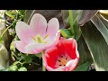 🔴 Live Plants care tips & fertilizer in summer🌞 How to setup small balcony garden #viral