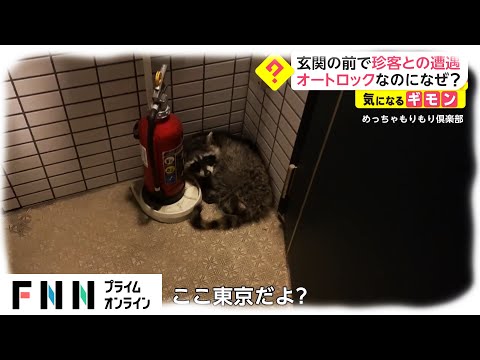 玄関の前にモフモフの珍客　オートロックなのになぜ?