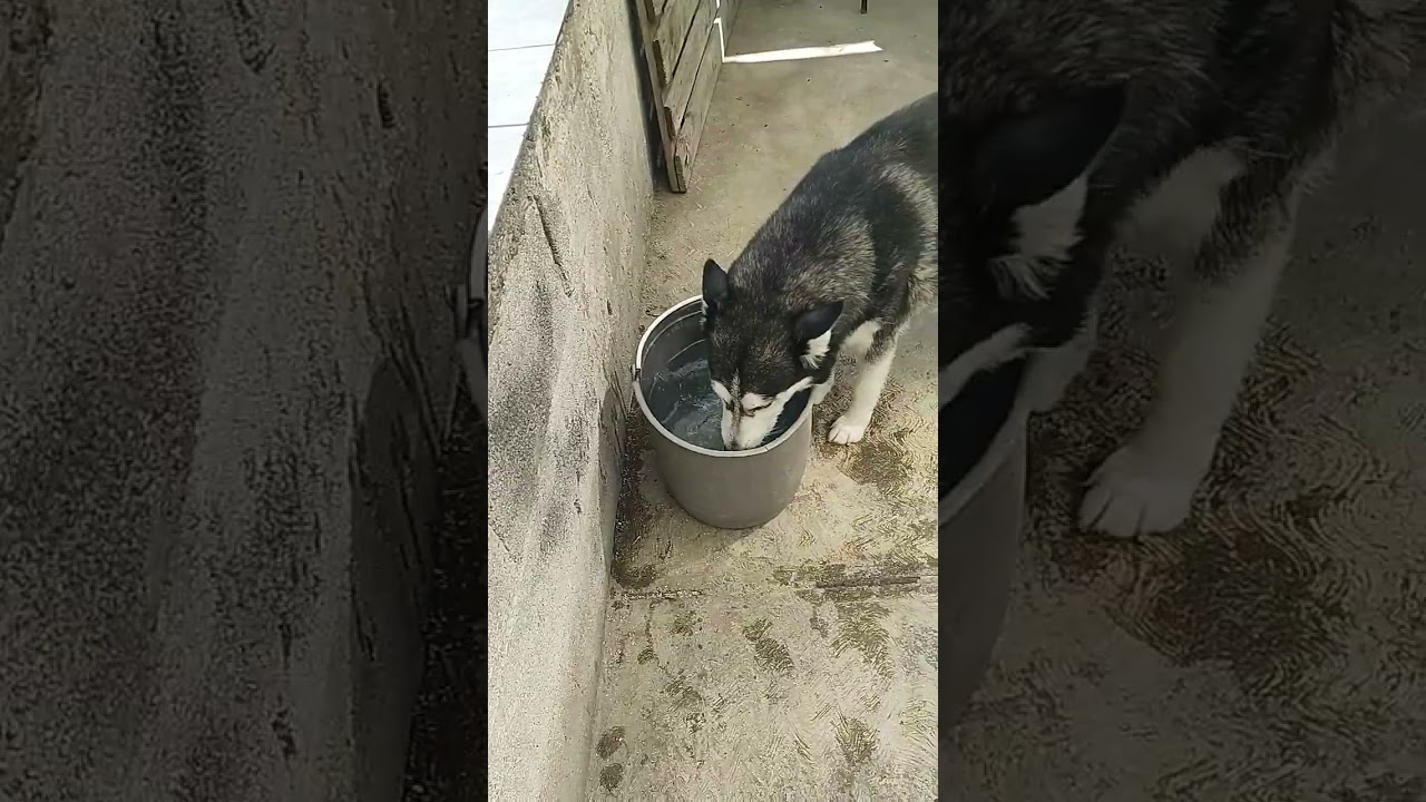 Bombón nesesita dos quimios más 🙏 para salir adelante y vencer su cáncer ayuda 🙏 