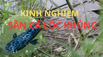 KINH NGHIỆM SĂN CÁ LÓC BÔNG KHỦNG CÁCH CÂU NHẤP VÔ CÙNG HIỆU QUẢ HUYNHVANANFISHING ✅