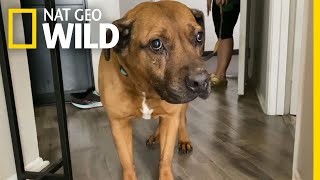 Building a Fearful Dog's Confidence | Dog: Impossible