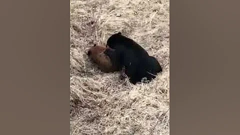 injured bear cub killed by grizzly bear.