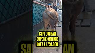 PROMO SAPI KURBAN EKONOMIS HARGA PALING MURAH DI JAKARTA BEKASI‼️BOBOT 300KG KURANG 21.750.000