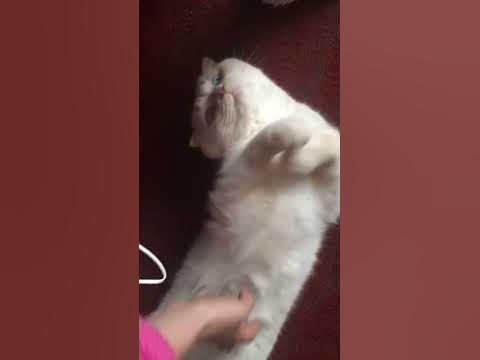 Мурчание котика, ну погладь меня, прекрасные моменты - YouTube