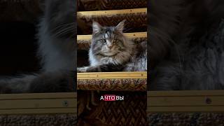 Еда по ночам #cat #kitten #мейнкун #юмор