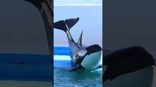 天真爛漫なルーナが可愛すぎる♥ #Shorts #鴨川シーワールド #シャチ #Kamogawaseaworld #Orca #Killerwhale