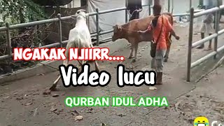 Video lucu cucu fun saat Qurban Idul Adha sumpah bikin ngakak..