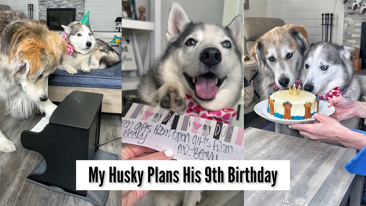 My Husky Plans His 9th Birthday