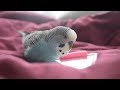 Budgie sounds | Cute & Fluffy singing