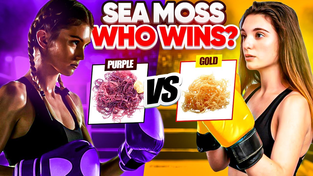 Purple vs Gold Sea Moss! Which Superfood Packs the Biggest Punch? Health Secrets Revealed!