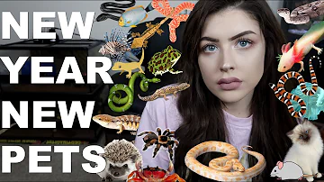 NEW YEAR, NEW PETS. (Animal Room Tour. Again)