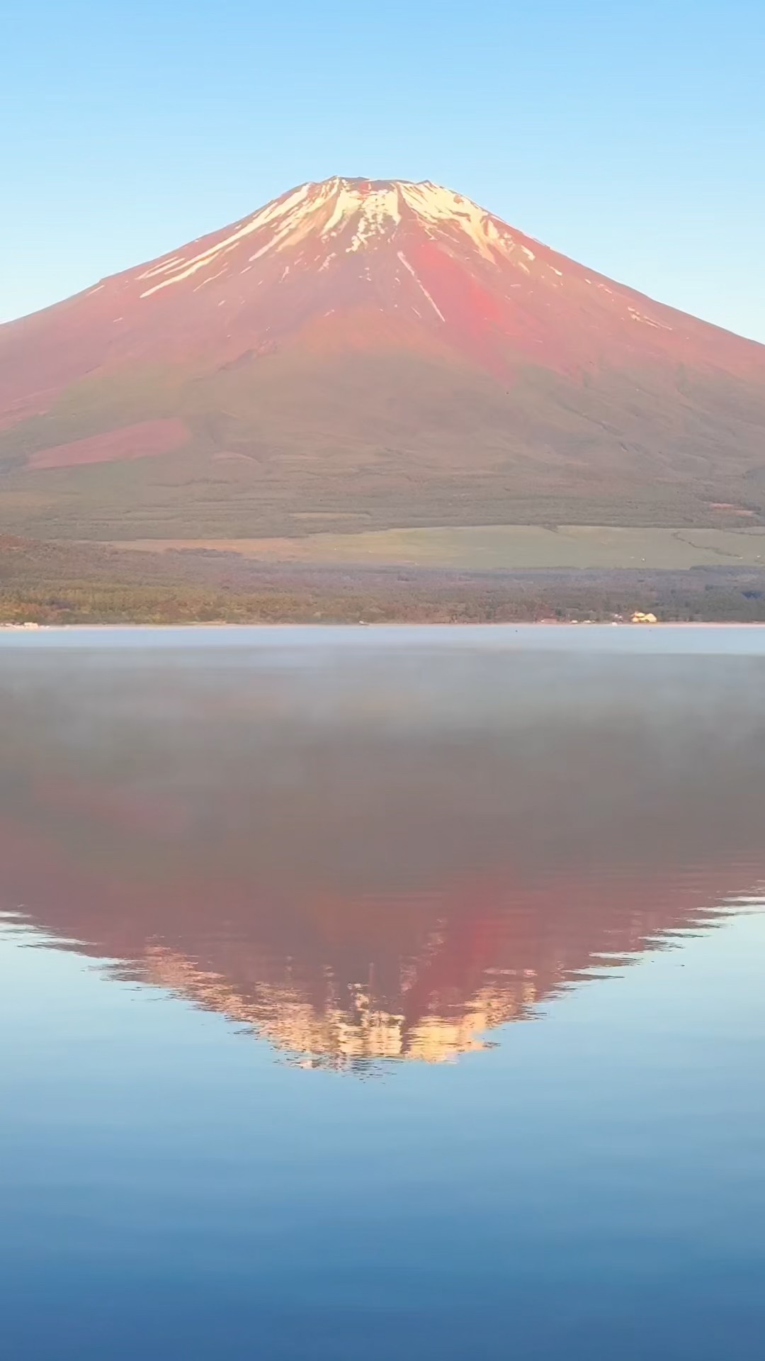 赤富士と白鳥の親子 📲2026-06-01 Mt. Fuji and a swan family at Lake