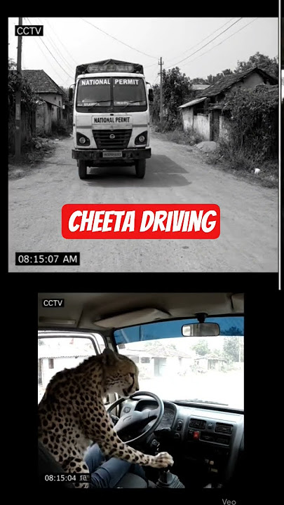 cheetah 🐆
