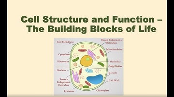 Cell Structure & Function Explained | The Building Blocks of Life!