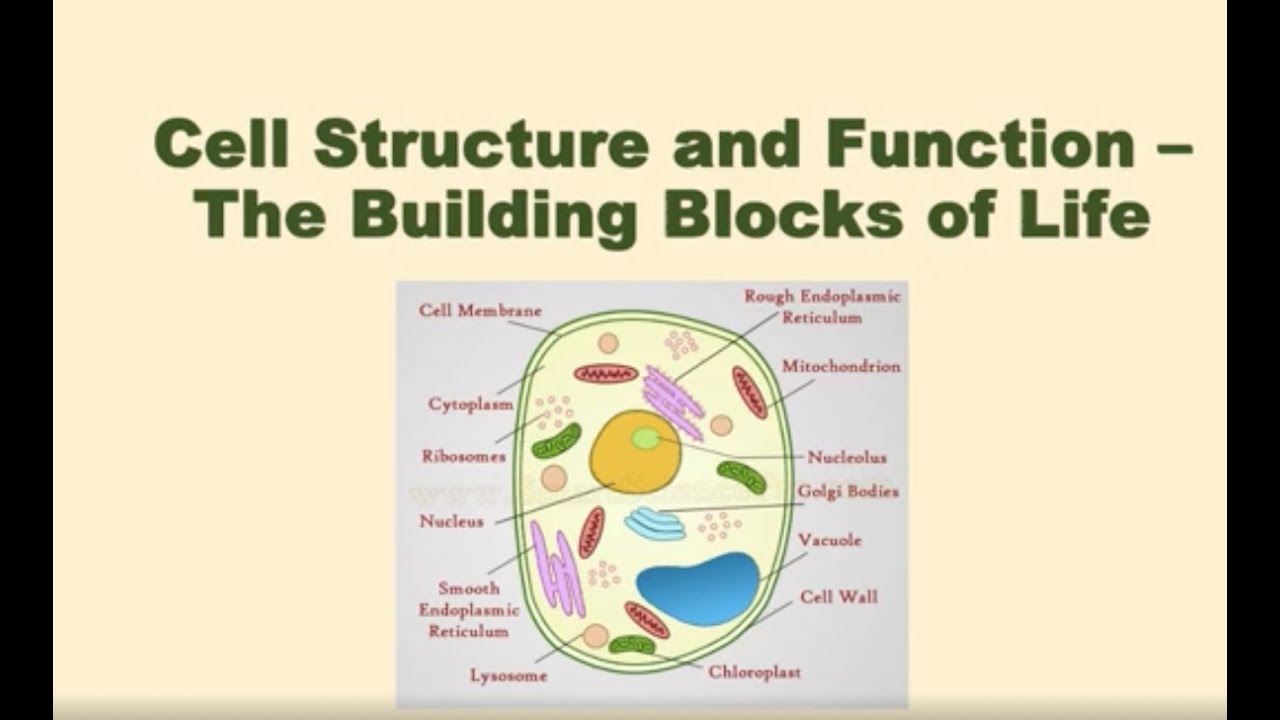 Cell Structure & Function Explained | The Building Blocks of Life ...