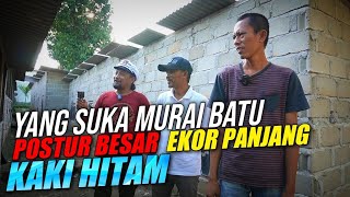 PART #1 Di sini tempatnya Murai Batu postur besar, ekor panjang, kaki hitam