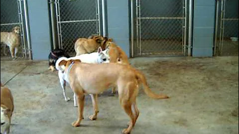Bugsy Pirate Fred Willie Brewster Deedee