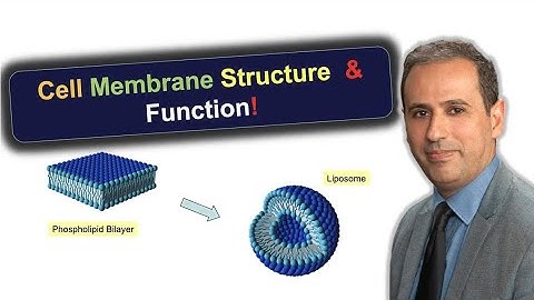 How Cells Really Work Unlocking Hidden Structures for Protein Function & Biomaterial Innovation